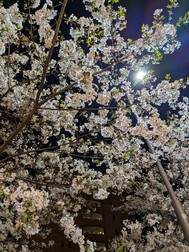 달과 벚꽃이 아니라 가로등과 벚꽃