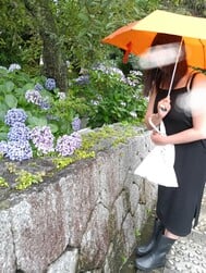 수국화 축제를 보러 갔습니다 ♪