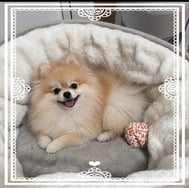 선물☆