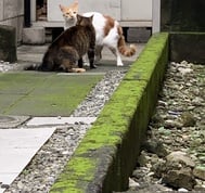 옛날