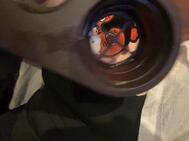 범위 💥🔫