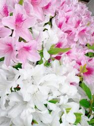🌺🍀