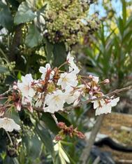 봄이야🌸