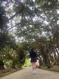 🌳🌳