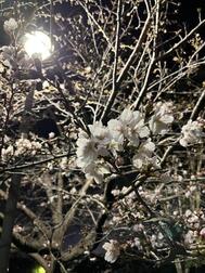 봄이 올거야 🌸