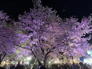 🌸