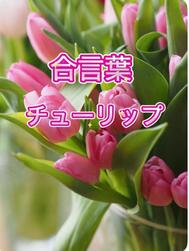 🌸합언기록🌸