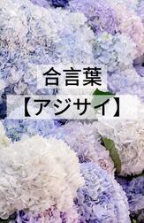 🌸합언기록🌸