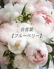 🌸합언기록🌸
