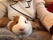 호텔루지 고객 🎀
