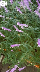오토 이야기