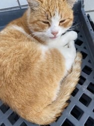 호랑이 고양이