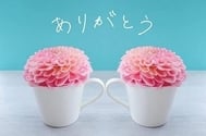 (୨୧•͈ᴗ•͈)◞ᵗʱᵃᵑᵏઽ*♡