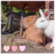 호와호와 𓂃◌𓈒𓐍